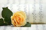 rose, flower background, rose flower, yellow rose, blossom, bloom, sheet music, flower, songs, love song, choir, nature, music, melody, notenblatt, valentine's day, yellow, yellow flower, make music, love for music, beautiful flowers, hd wallpaper, flower wallpaper